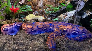 Bioactive Terrarium for a Rainbow Boa