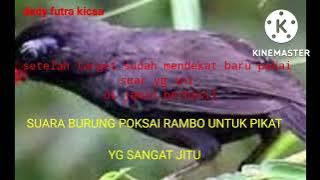 suara poksai rambo untuk pikat mp3