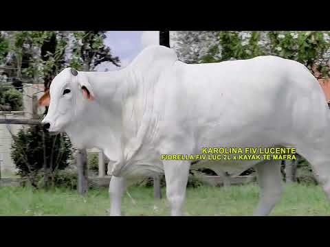 LOTE 1005   FIORELLA FIV LUC 2L   PRI 2535 zap