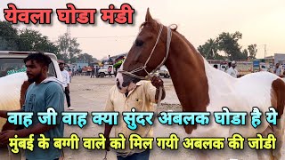 दशेरा घोडा मंडी 2023 के मंडी कूच घोडे देख लो।।Yeola Horse Market 2023 | Yeola Ghoda Mandi