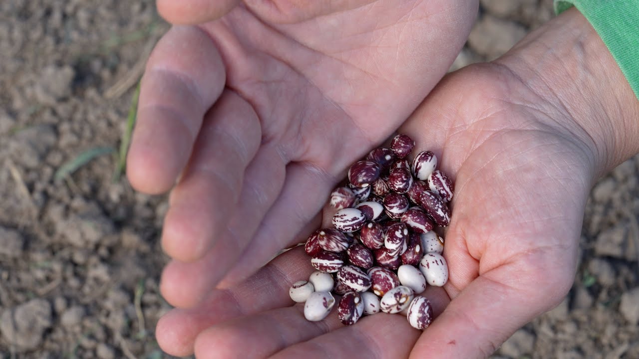 Start with Beans - YouTube
