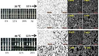 Study on Macroscopic Properties, Microstructure and Aggregation Process of Oleofoams screenshot 2