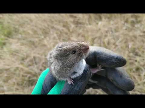 Как правильно держать мышь руками | мышь полевая