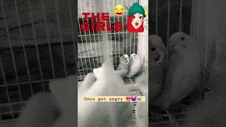 Got Angry Budgie Coco