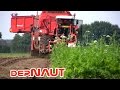 Möhrenernte mit Big Boy Toy - Carrot Harvesting with Giant Machine - Dewulf R3000 MEGA