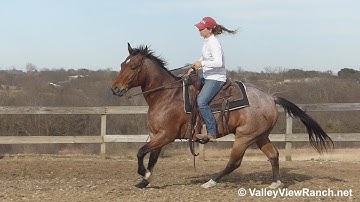 Mrsanpeppys Blutripp - turns, jog, lope, stops! - ValleyViewRanch.net