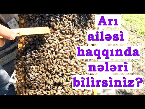 Arilar haqqinda maraqli melumatlar yeni ari ailesi nece yaratmaq olar