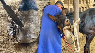 Rescue this donkey that can't walk normally, it's scared and enjoy!