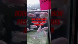 update harga ikan lemon, pasar ikan hias Jatinegara 12 Oktober 2025 #ikan