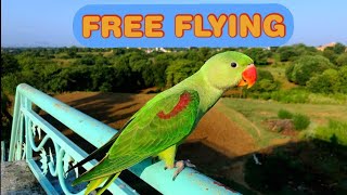 Parrot free flight training ...