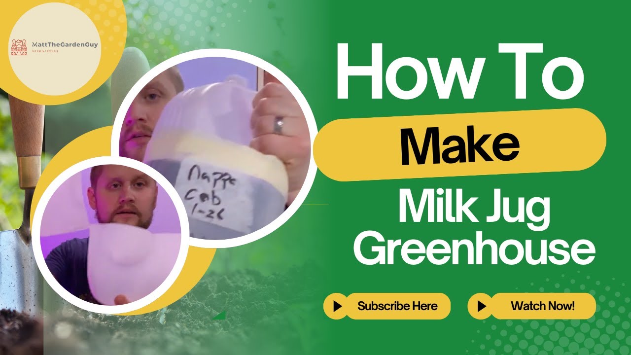 How to build Milk Jug Greenhouse (5 easy steps) YouTube