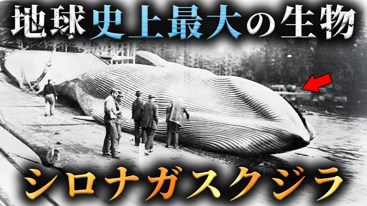 Evolution] How did the blue whale, the largest creature in Earth's