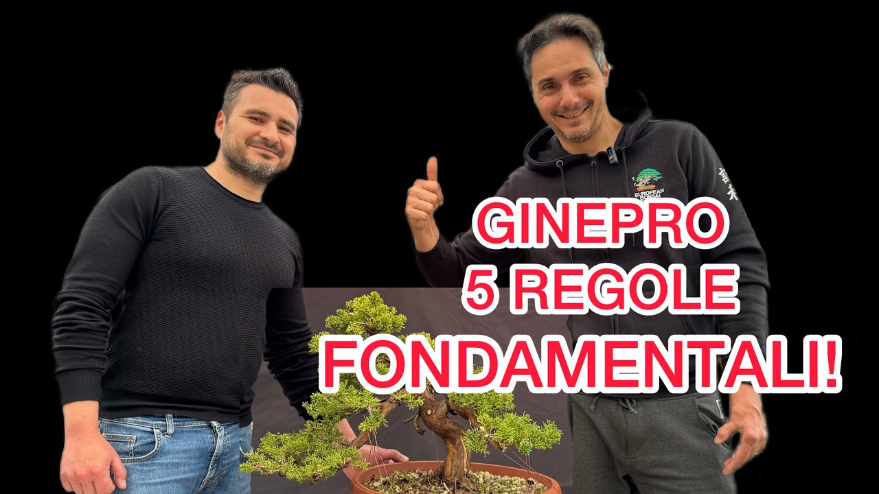 Bonsai di ginepro, fallo con questo metodo!
