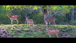 Similipal National Park, Travel soon to Odisha By Road