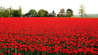 Springtime in De Achterhoek by Amit Bar