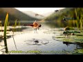 Dragonfly | Colorful Dragonfly | Urdu Poem | رنگیں ڈریگن فلائی | اُردو نظم