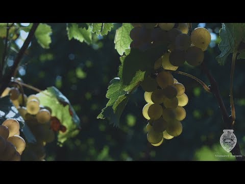 Tchotiashvili VineYards -  Rtveli 2018 - ჭოტიაშვილის მარანი - რთველი 2018