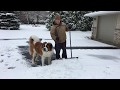 BMO (Beemo) St. Bernard Provides No Help Shoveling the Driveway