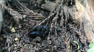 Threesome Mating of Japanese Carrion Beetle at Dunghill of Japanese Raccoon Dogs by sigma1920HD 30 views 4 days ago 43 seconds