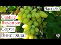 САМЫЕ ВКУСНЫЕ Сорта Винограда в 2021 году. Часть №3