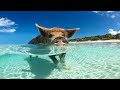 Пиг-Бич — остров свиней в Карибском море