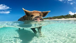 Пиг-Бич — остров свиней в Карибском море