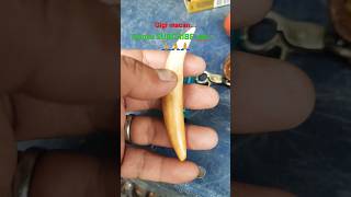 Download Lagu Asli atao gak y silakan komen yah,masih tahap belajar mendalami. #taring #gigi #macan #asli #palsu MP3