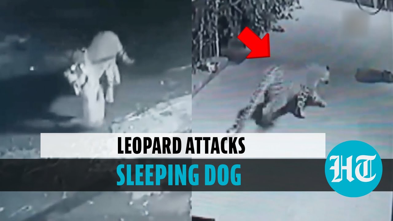 Caught on camera Leopard hunts pet dog sleeping outside Nasik home