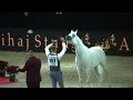 Memories of paris  world arabian horse championships 2022  part 11   senior male  group a