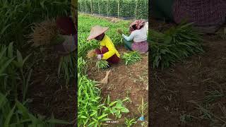nyabut kangkung memang gapang #trending #pertanian #petiksayur #sawah #agrikultur