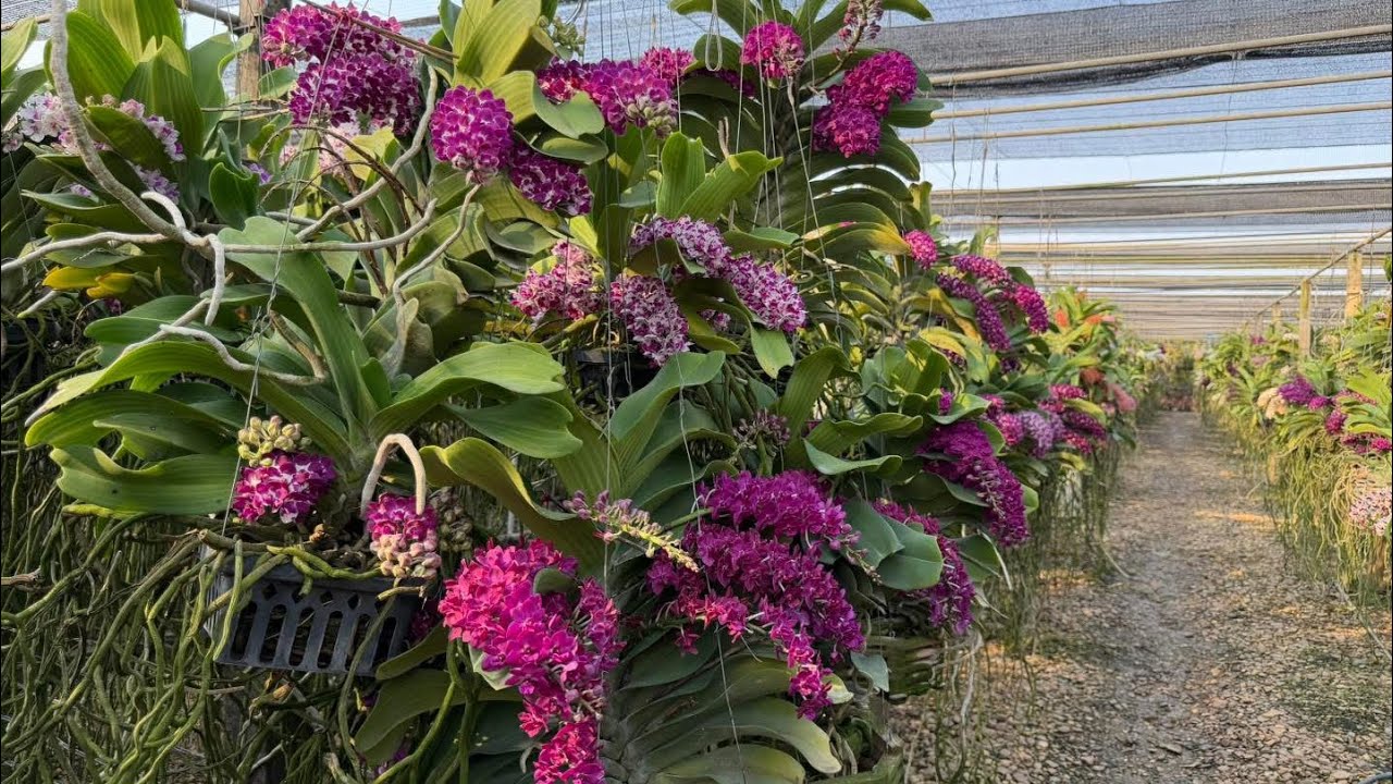 Đai trâu thái siêu rê và rất nhiều loại...0981550768