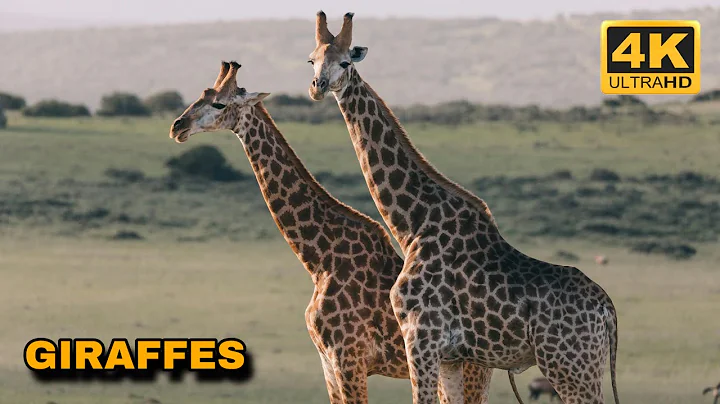Graceful Giants - GIRAFFES DocumentaryFilm in 4K UHD - Incredible Wildlife of Africa