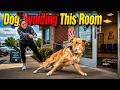 Why is My Dog Refusing to Enter a Specific Room? 🐶🚪
