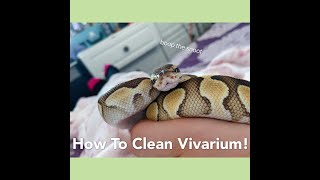How To Clean Your Ball Python Vivarium!
