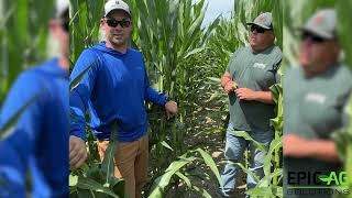 Agronomy Minute  Corn Fungicide Decisions