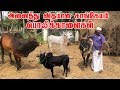 அனைத்து விதமான காங்கேயம் பொலிக்காளைகள்| Kangayam Bull