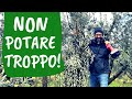 QUANTO potare l'OLIVO? Non bisogna svuotare la chioma [l'errore più diffuso]