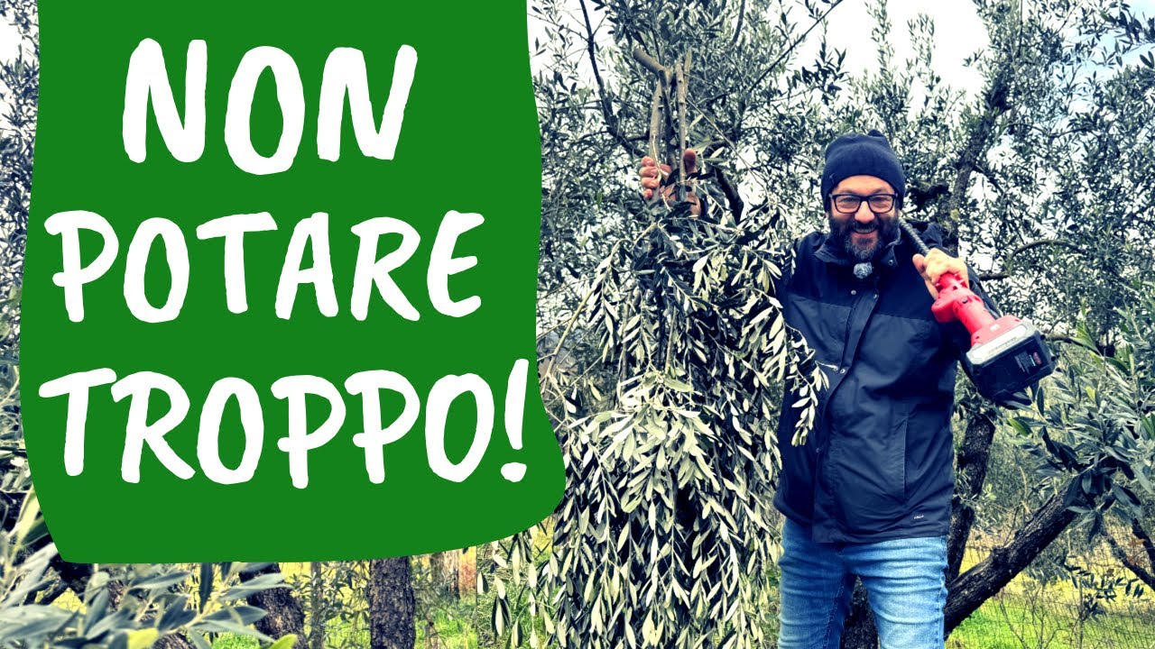 QUANTO potare l'OLIVO? Non bisogna svuotare la chioma [l'errore più diffuso]