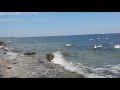 Baltic Sea - Swans #respect #poland
