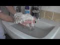 How to bathe 8 week old puppy, STEP BY STEP TUTORIAL - Maltese puppy's first bath