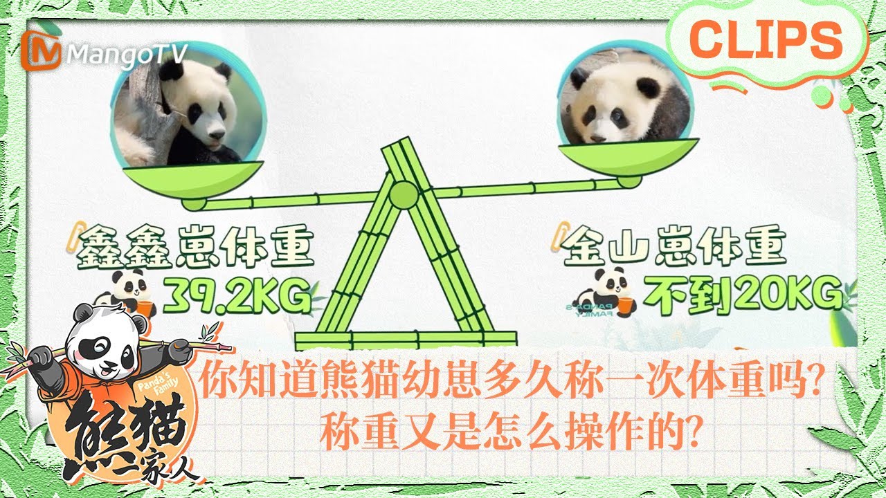 精彩看点🐼】你知道熊猫幼崽多久称一次体重吗？称重又是怎么操作的