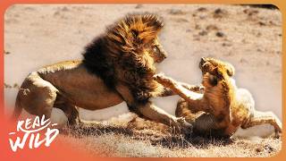 APEX PREDATORS IN ACTION: BRUTAL BATTLES CAUGHT ON CAMERA