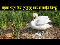 হতভাগা এক বন্য রাজহাঁসের জীবন কাহিনী | Bird Story-160 | The life story of Swan Duck | Doyel Agro