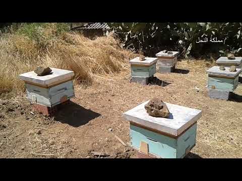 فيديو: نصائح لمربي النحل المبتدئ