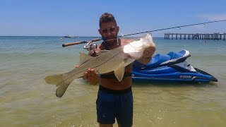 The Giant Beach Fish Are FINALLY BACK!