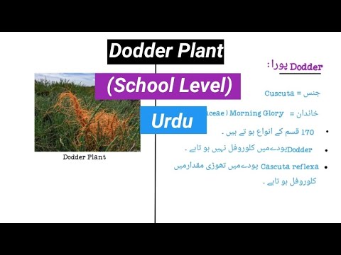 Video: Dodder (växt) - Användbara Egenskaper Och Användningar Av Dodder, Dodderrot, Dodderfrön. Fält Dodder, Europeisk, Klöver