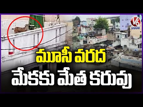 Baby Goat Struggling For Food Due To Musi Floods | Hyderabad | V6 News - V6NEWSTELUGU