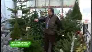 Terra Oggi Speciale Natale - puntata del 23 dicembre 2013 - Tutti i fiori del Natale