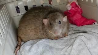 Pet Rat With A Long Wild Tooth