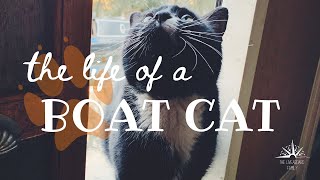 #12 Cat lives on a BOAT: How a pet cat adapted to living in a floating TINY HOME (48ft Narrowboat)